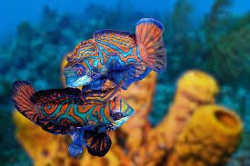 Colorful Marine Fishes